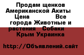 Продам щенков Американской Акиты › Цена ­ 25 000 - Все города Животные и растения » Собаки   . Крым,Украинка